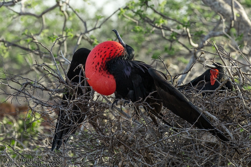 Magnificent Frigatebird