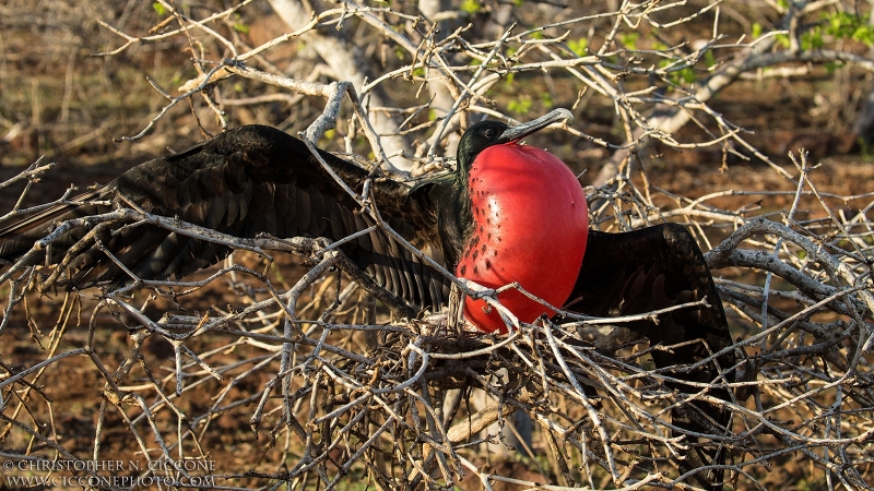 Magnificent Frigatebird