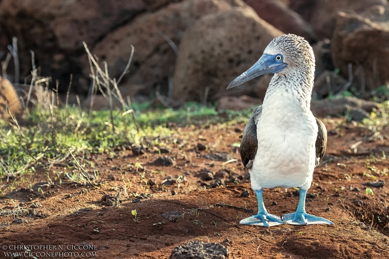 Blue-footed Booby