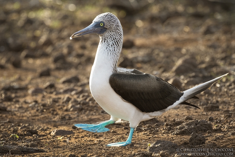 Blue-footed Booby