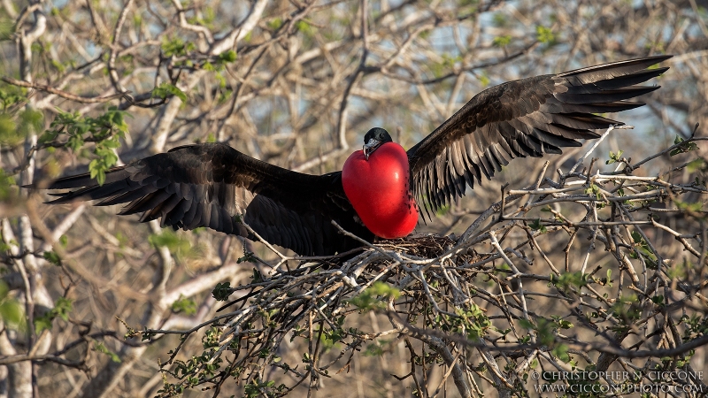 Magnificent Frigatebird