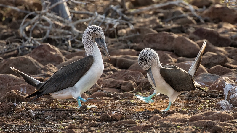 Blue-footed Booby pair