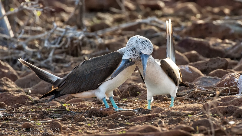 Blue-footed Booby pair