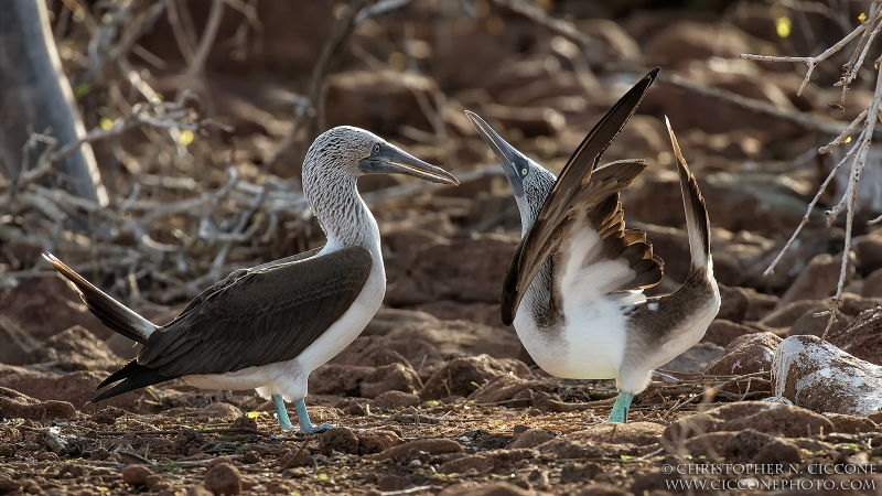 Blue-footed Booby pair