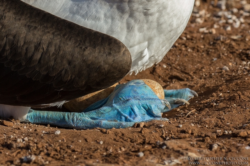 Blue-footed Booby