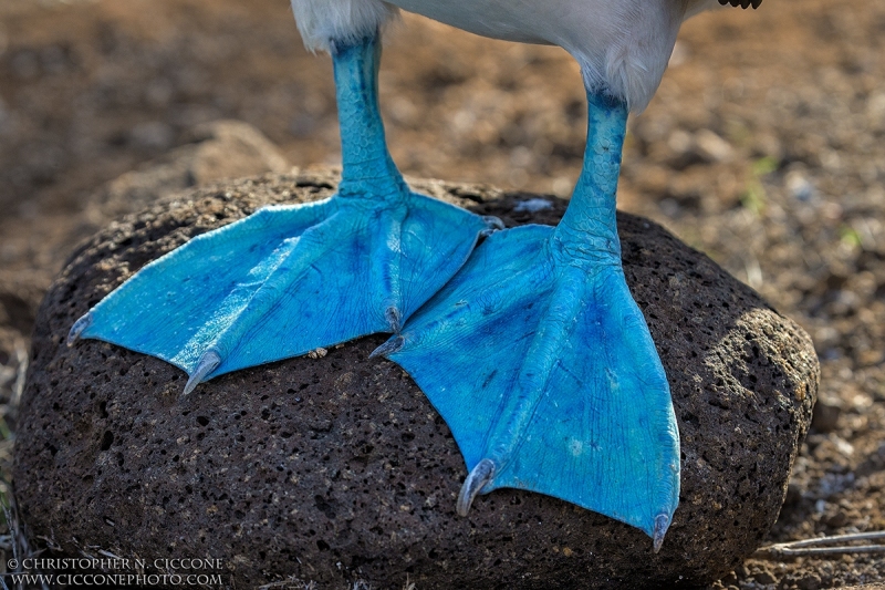 Blue-footed Booby