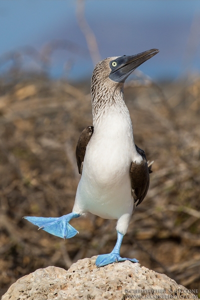 Blue-footed Booby