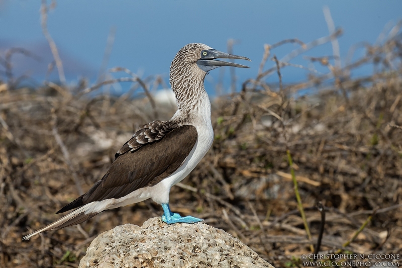 Blue-footed Booby