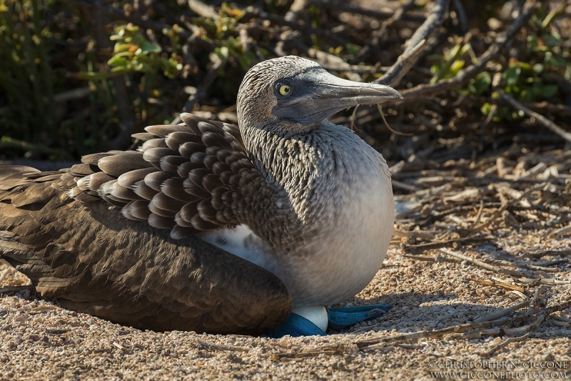 Blue-footed Booby