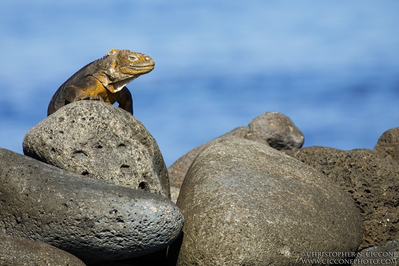 Land Iguana