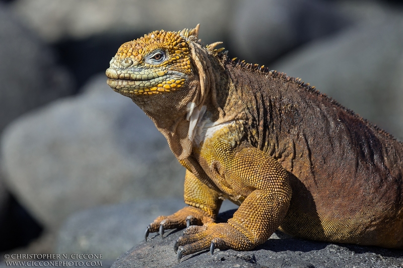 Land Iguana