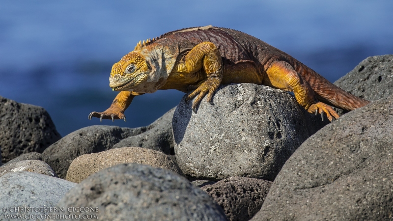 Land Iguana