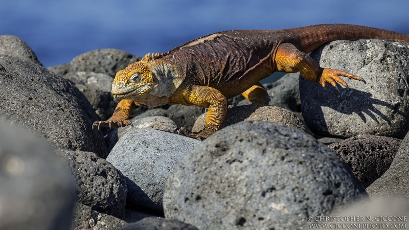 Land Iguana