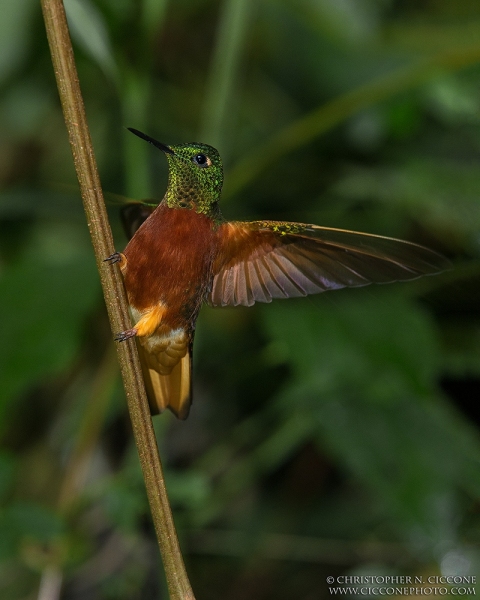 Chestnut-breasted Coronet