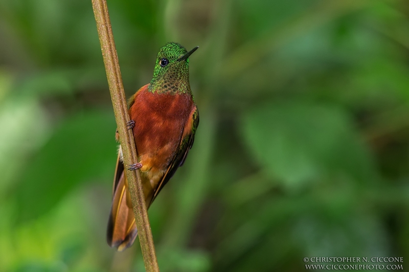 Chestnut-breasted Coronet