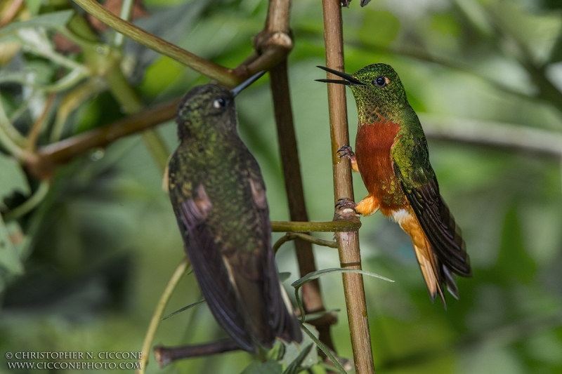 Chestnut-breasted Coronet and Buff-tailed Coronet