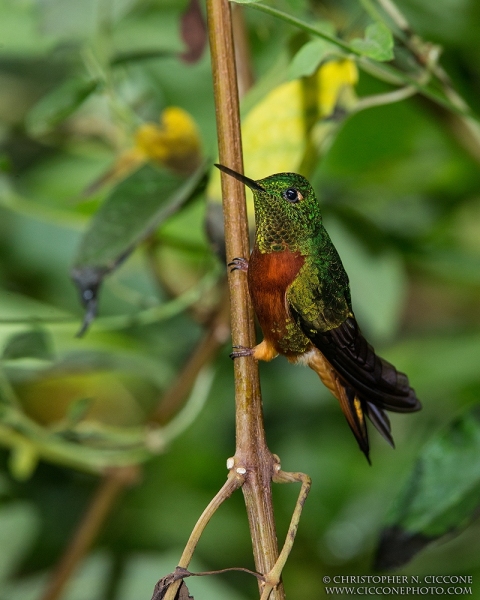 Chestnut-breasted Coronet