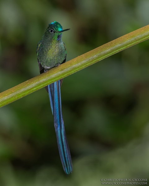 Long-tailed Sylph