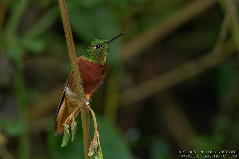 Chestnut-breasted Coronet