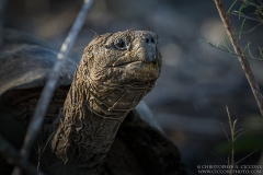 Galapagos Giant Tortoise