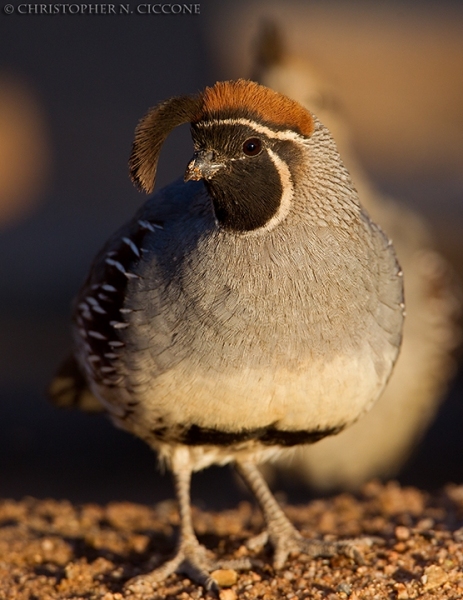 Gambel's Quail