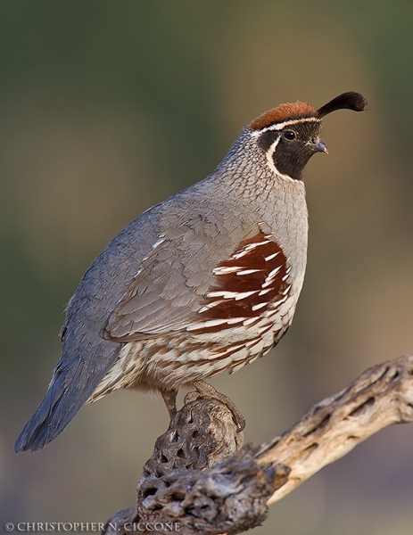 Gambel's Quail