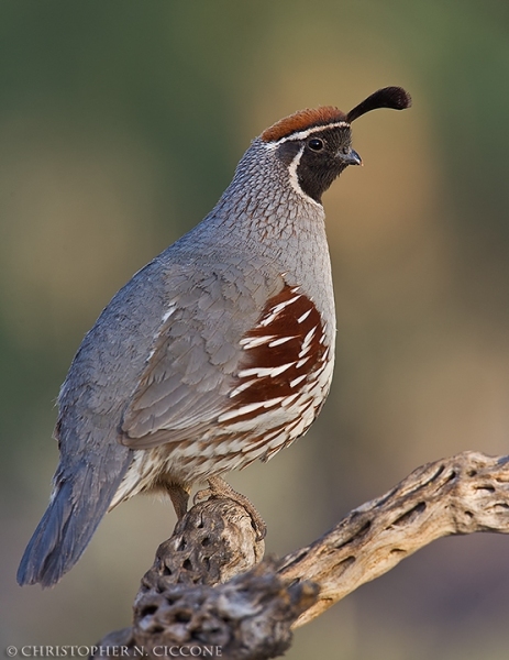 Gambel's Quail