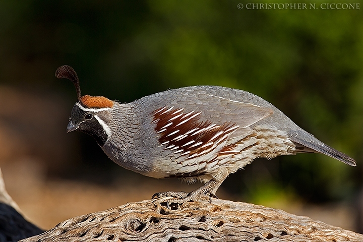 Gambel's Quail