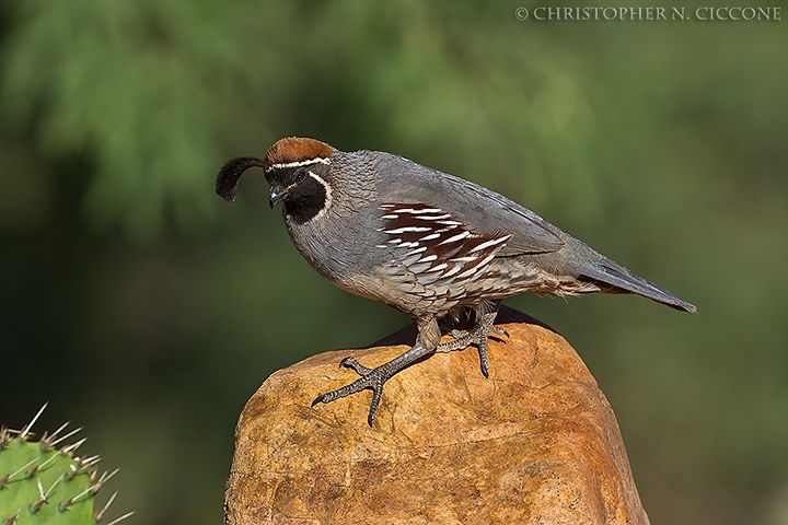 Gambel's Quail