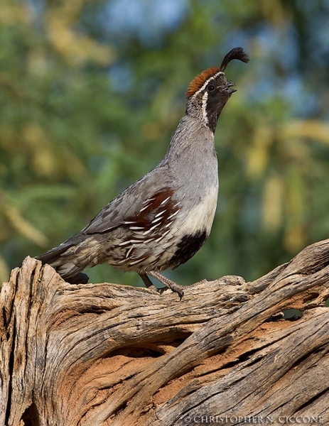 Gambel's Quail