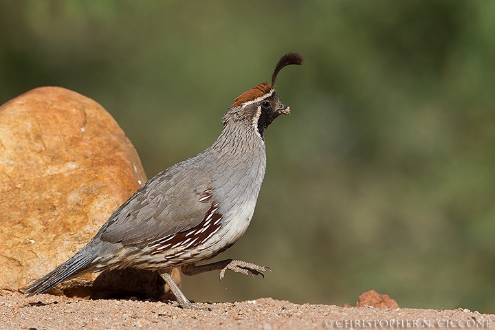 Gambel's Quail