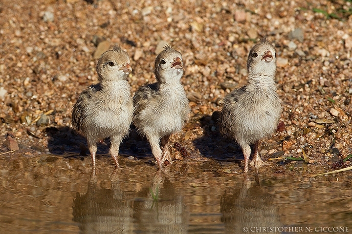 Gambel's Quail