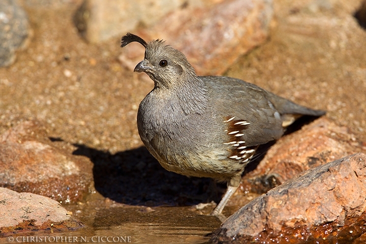 Gambel's Quail