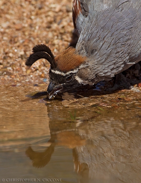 Gambel's Quail