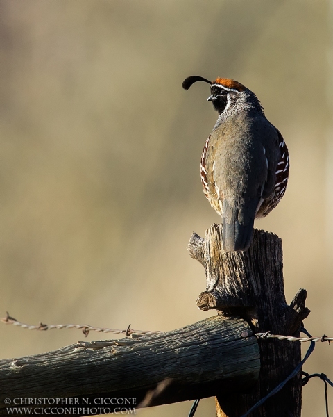 Gambel's Quail