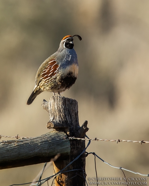 Gambel's Quail