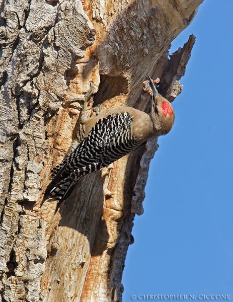 Gila Woodpecker