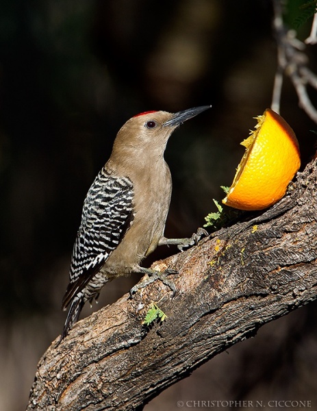 Gila Woodpecker