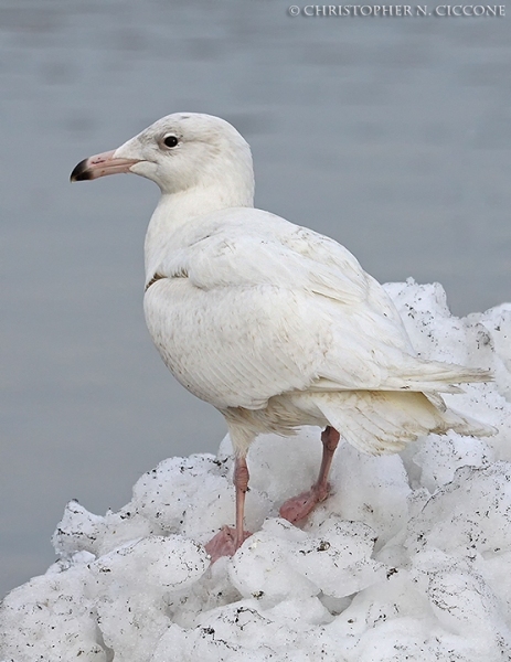 Glaucous Gull