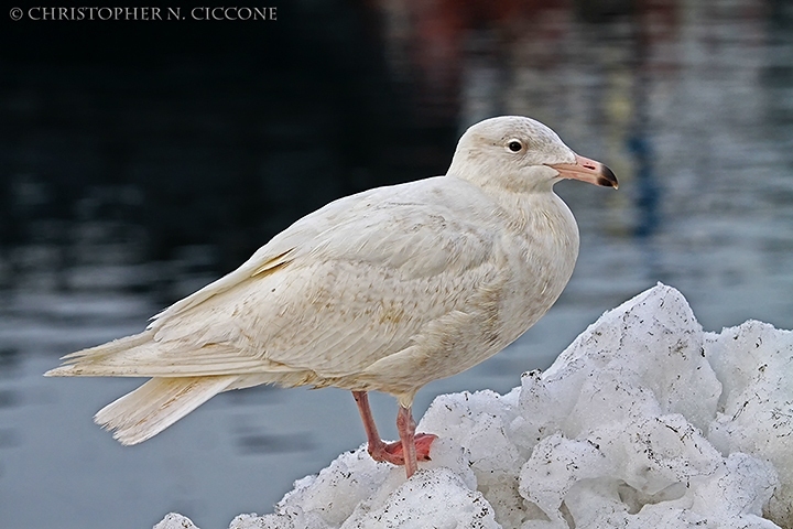 Glaucous Gull