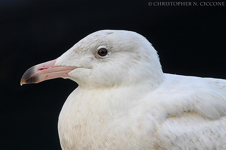 Glaucous Gull