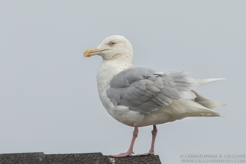 Glaucous Gull