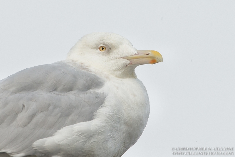 Glaucous Gull