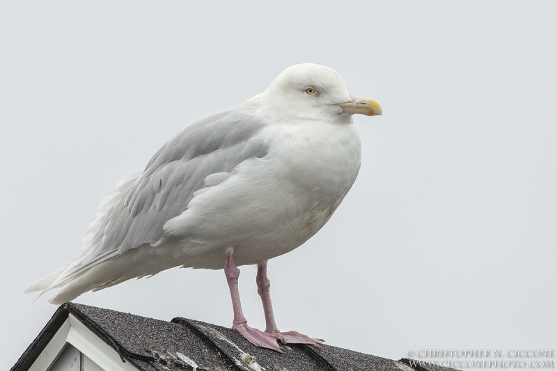 Glaucous Gull