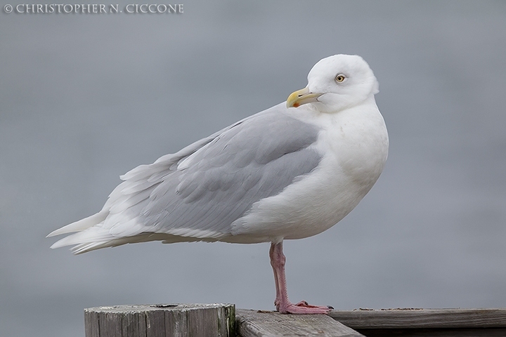 Glaucous Gull