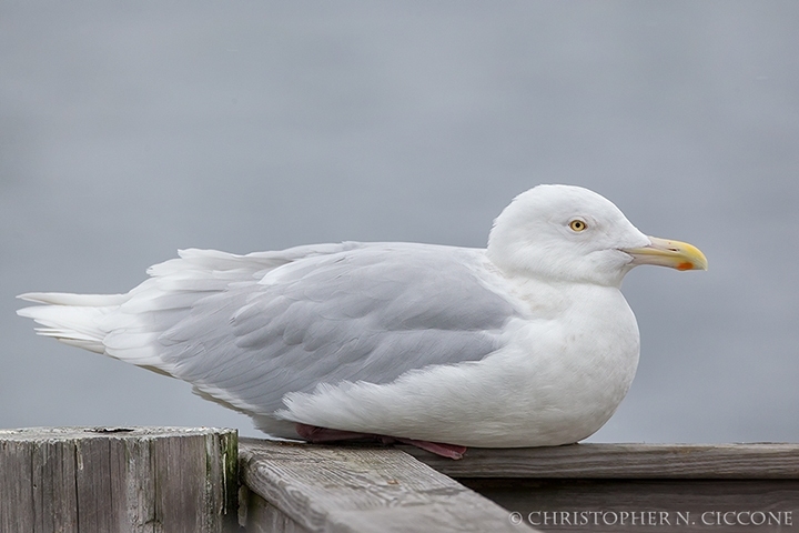 Glaucous Gull