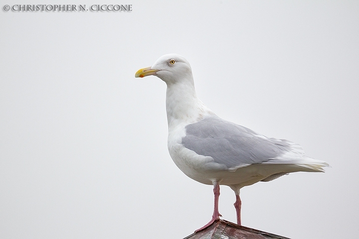 Glaucous Gull