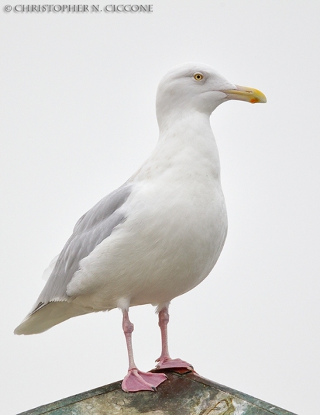 Glaucous Gull