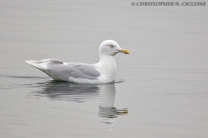 Glaucous Gull