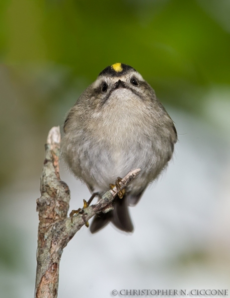 Golden-crowned Kinglet